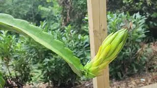 Dragon Fruit Growth Acceleration (Fast appearance of new buds)