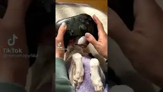 Собака помогает играть в приставку