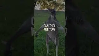 How to Survive a Kangaroo Attack #shorts