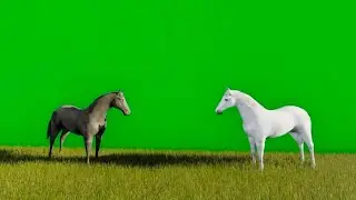 animal Nine videos green screen animation horse  sing new video