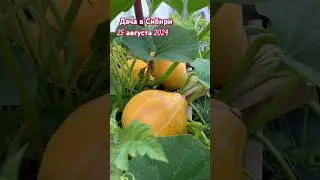 Дача в Сибири. Что растёт на огороде 25 августа 2024.🎃🍅🫑🌶️🌿🥒🌸 #хантымансийск #дачавсибири