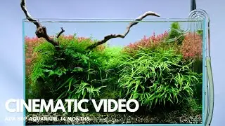 60P Aquascape - 14 Month Cinematic Video