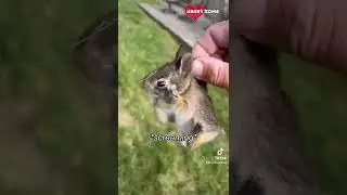 Baby Bunny Screaming After Being Rescue from Hungry Dogs || Heartsome 💖