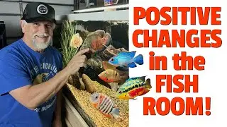 A *FULL FISH ROOM UPDATE* [Every Fish & Every Tank!]