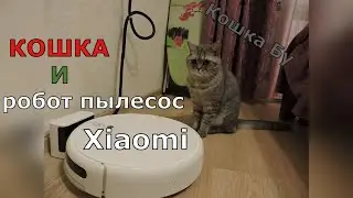 Кошка Бу и робот пылесос Xiaomi Mi Robot Vacuum Mop 1C