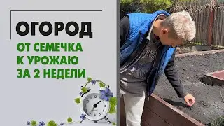 Огород с 14 мая по 4 июня: от семечка к урожаю за 2 недели