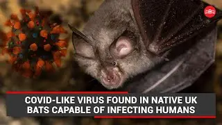 Covid-like virus found in native UK bats capable of infecting humans: Scientists