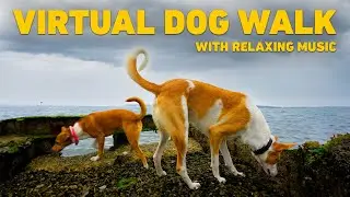 [NO ADS] TV for Dogs 🐕 Dog Walking in Nature on the Beach 🌊 Relaxing Music for Dogs