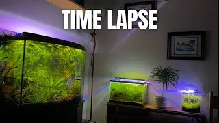 Fish Tank Time Lapse II