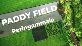 Captivating Drone Views of Lush Paddy Fields  | A Bird's Eye Perspective"നെൽവയലുകളുടെ  ഡ്രോൺ കാഴ്ചകൾ