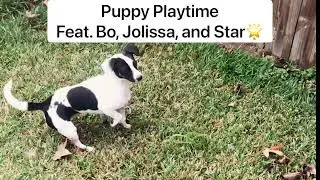 Puppy Playtime: Bo, Jolissa, and Star the Mini Australian Shepherd Meet for the First Time     #dog