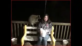 Visitors to see Raccoons ( Part Two)