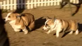 Young Goro & corgi ゴローさんと小さいコーギー