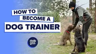 How to become a Dog Trainer