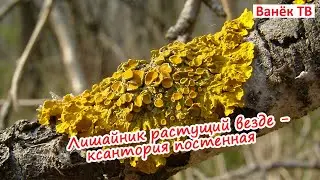 Лишайник растущий везде(часть 2) - ксантория постенная