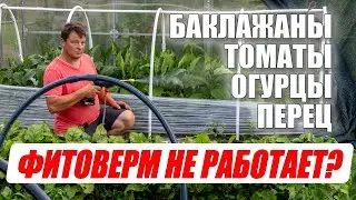 Белокрылка, трипсы, паутинный клещ  Защитить и подкормить весь огород