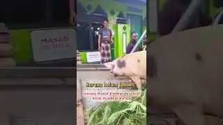 pak ustadz dapat kiriman hewan ini untuk djadikan kurban 😁🙏 #iduladha2024 #hewankurban #iduladhacore
