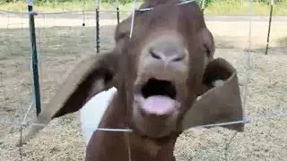 Daily Dose of Funny Fails || Nonstop Laughter Caught on Camera 🎉
