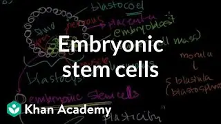 Embryonic stem cells | Cells | MCAT | Khan Academy