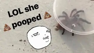 Unboxing a *pooping* TARANTULA !!! (with a chopstick!)