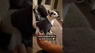 Grab your dogs tails to see their reaction 😂