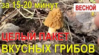 Сколько и где можно собрать вкуснейших грибов за 15 минут весной. Показываю в реальном времени