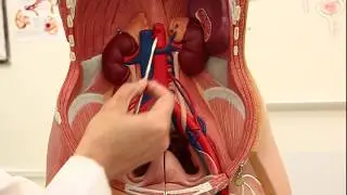 The Anatomy of the Ureter