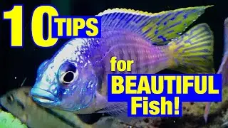 10 Tips for BEAUTIFUL FISH!