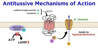 Antitussives: Halting the Coughing Reflex (Codeine, Dextromethorphan, Tessalon)