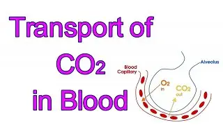 Transport of CO2 IDissolved in Plasma ICarbaminohemoglobin I Bicarbonate I Chloride Shift I Haldane