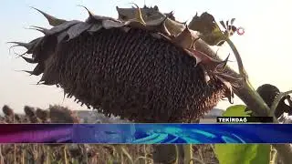 KURAKLIĞA KARŞI DİRENÇLİ TOHUM