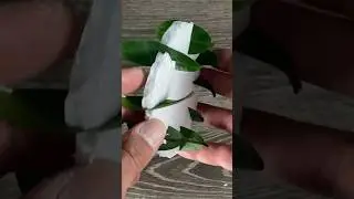 Watch here the results of my ZZ Plant Leaf Propagation.