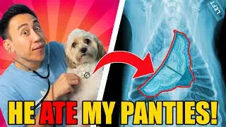 WILDEST Vet Stories: Reacting to REAL Patient Stories!