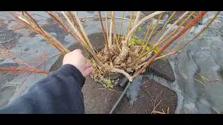 How to Prune BLUEBERRY Bushes, best way to prune a blueberry bushes, blueberry pruning,