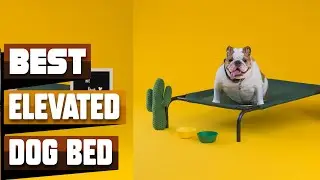 Best Elevated Dog Bed In 2025 - Top 10 Elevated Dog Beds Review