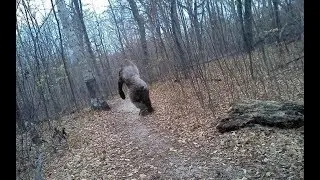 Подборка видео с Йети, Бигфут в России (Осторожно, йети!)