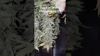 Day 2 of Drying 
