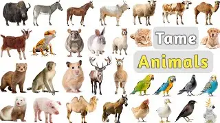 Tame Animals Vocabulary ll 40 Tame Animals Name In English With Pictures ll Pet Animals List