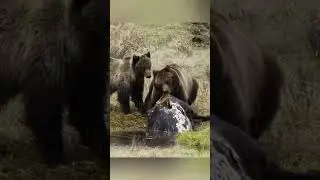 Bison in a Death Trap Near Wolves and Bears 🦬🐺🐻 #animals #nature #wildlife