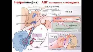 Ловать М. Л. - Физиология человека и животных. Часть 2 - Лекция 1