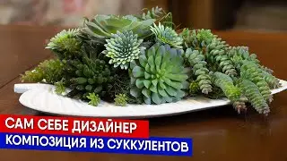 Сам себе дизайнер композиция из суккулентов