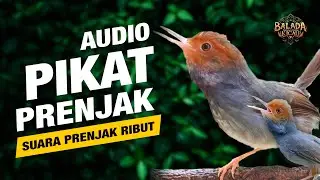 SUARA PIKAT PRENJAK AMPUH CEPAT NEMPEL