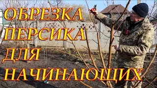 ОБРЕЗКА ПЕРСИКА ДЛЯ НАЧИНАЮЩИХ