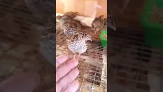 обогрев