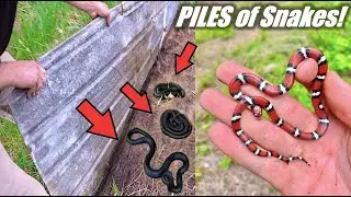 This Place was CRAWLING with SNAKES! Rare Milk Snake Found!