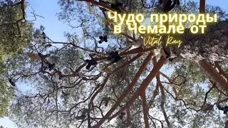 Счастливое Чудо природы в Чемале. Друзья, приезжайте отдыхать в Чемал!