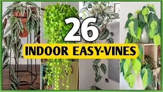 26 Indoor Easy to grow Vine Plants | Indoor Vines Easy to grow at Home | Plant and Planting