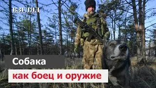 Собака как боец и оружие