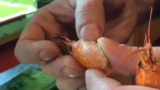 Сетчатый бородоед зажрался и всё!/Crossocheilus reticulatus snicked at all!