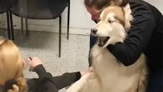 Huskys freaking out when realize he is in the vet 🤣 Funny Dogs Reaction